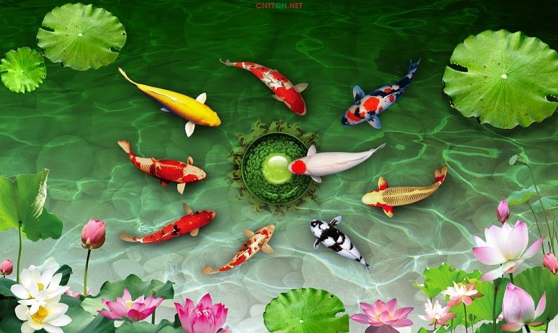 tranh-ca-koi